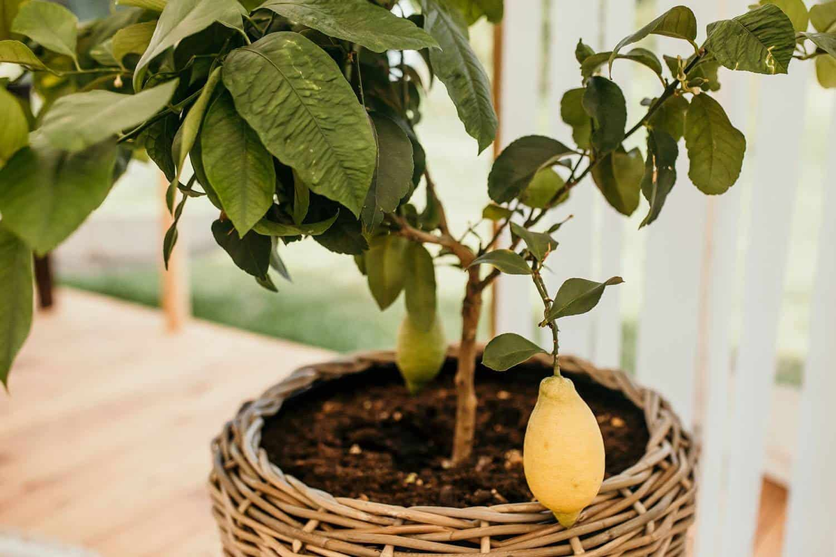 Donica rattanowa GRASSE ⌀71cm x wys. 49cm