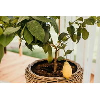 Donica rattanowa GRASSE ⌀71cm x wys. 49cm