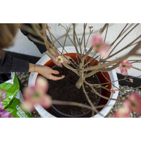 Donica ogrodowa KBLRO935 52cm