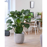 Donica ogrodowa KRWI782 47cm