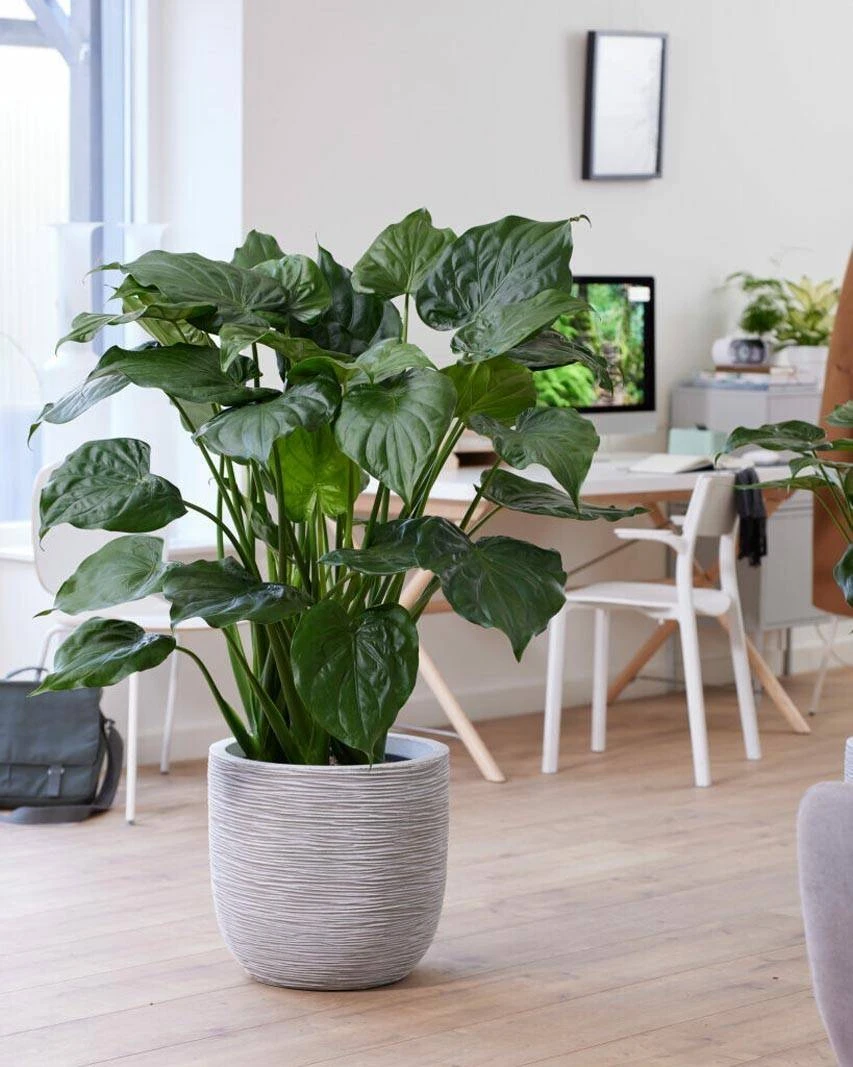 Zbiornik na deszczówkę RKOFI1132 123cm