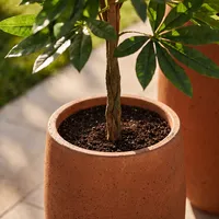 Sztuczna roślina PACHIRA 120cm