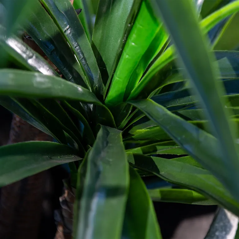 ROŚLINY_YUCCA_2
