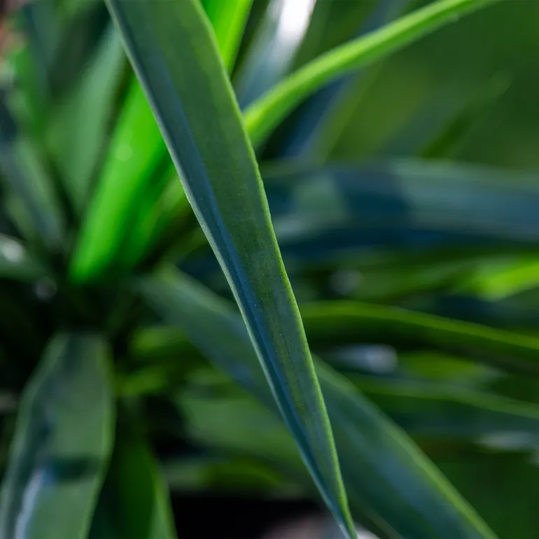 ROŚLINY_YUCCA_4