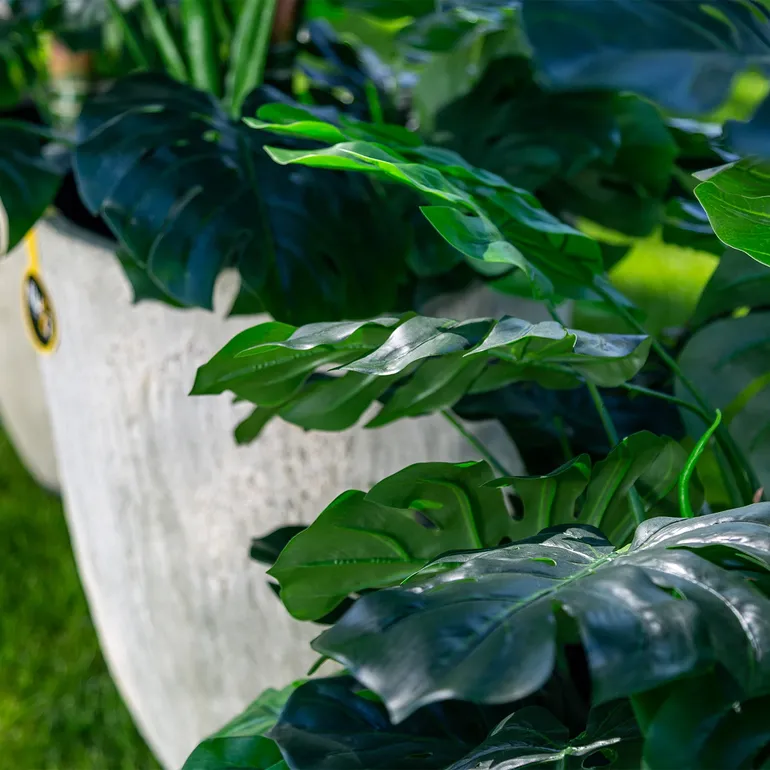 ROŚLINY_MONSTERA_3