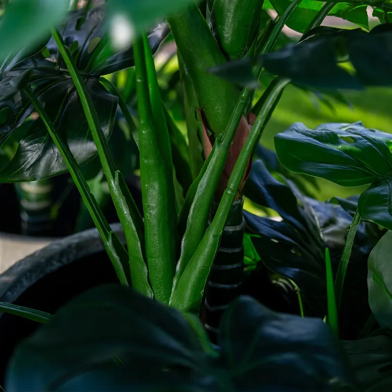 ROŚLINY_MONSTERA_2