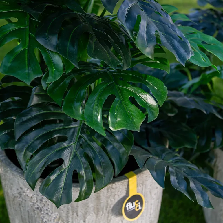 ROŚLINY_MONSTERA_1