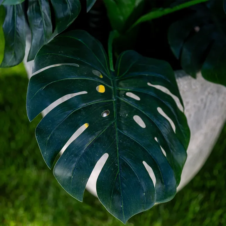 ROŚLINY_MONSTERA_4