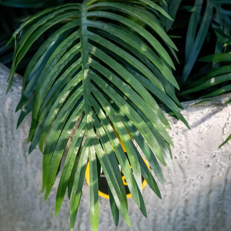 ROŚLINY_ARECA_1