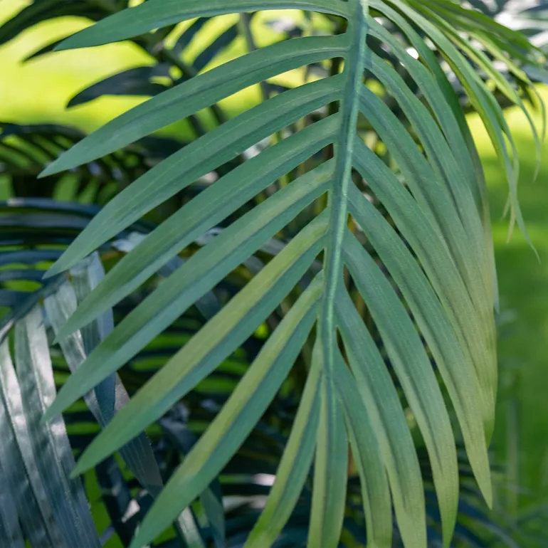 ROŚLINY_ARECA_5