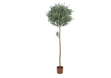 Poprzednie kolekcje: Drzewko oliwne 150cm
