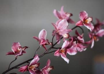 Orchidea różowa 70cm