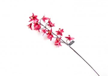 Poprzednie kolekcje: Orchidea różowa 70cm