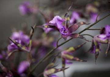 Orchidea fioletowa 11cm